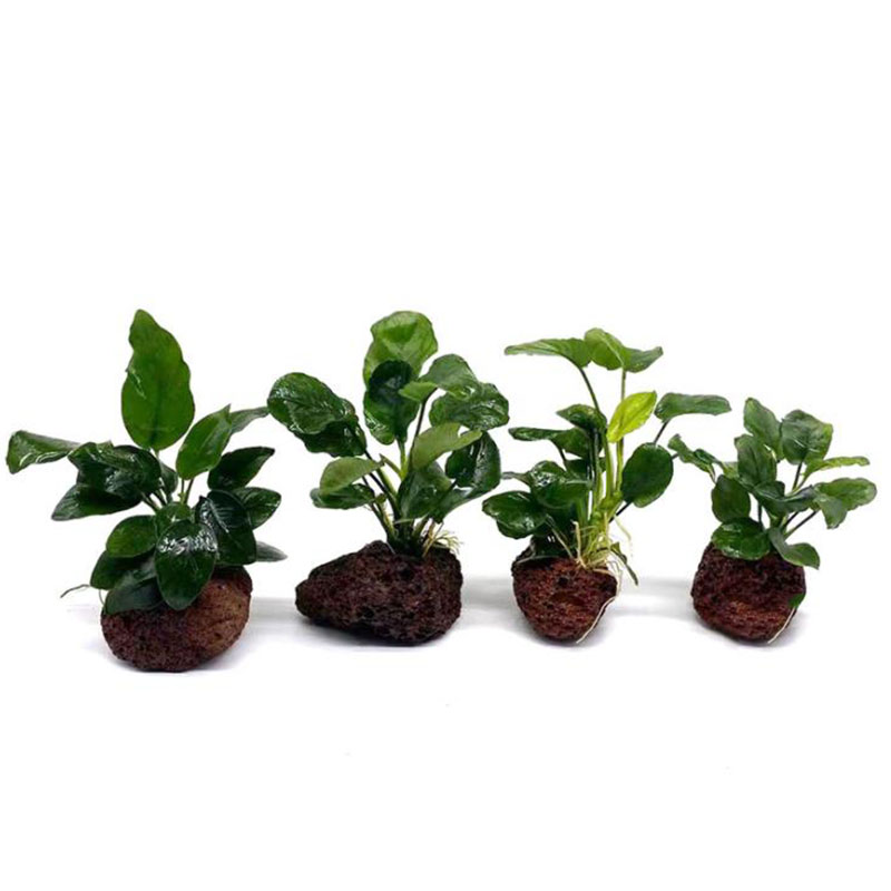 Volcanic Aquarium Decoration F - Aquarium Planted Tank Filter review and price