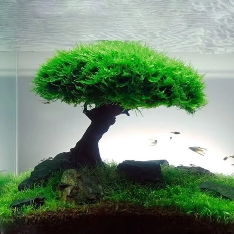 Fish Tank Plant Moss Tree Deco - Planted Aquarium Without Fish review and price