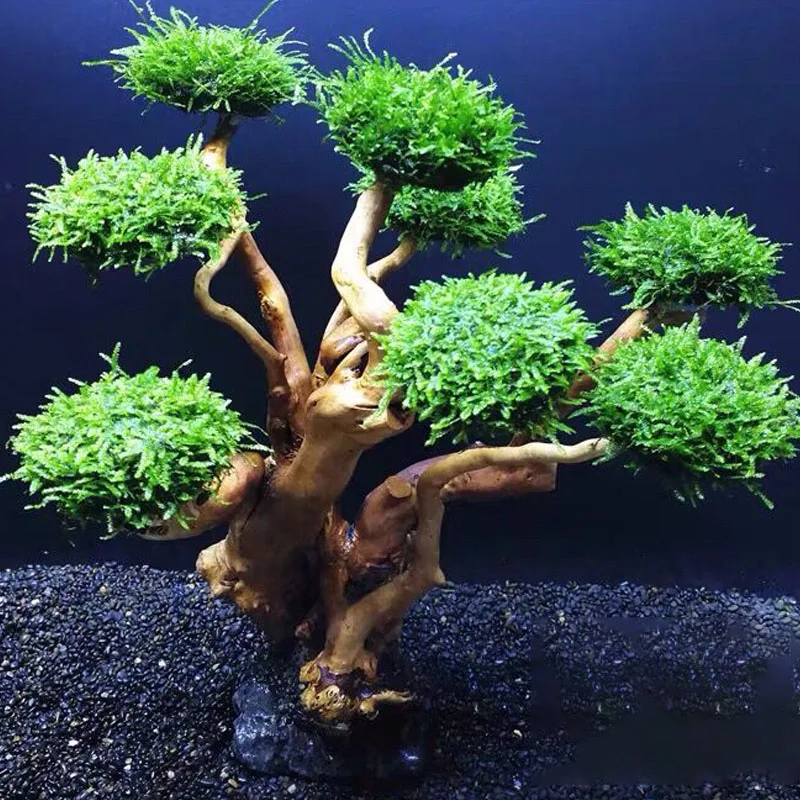 Fish Tank Plant Moss Tree Deco - Planted Aquarium Without Fish review and price